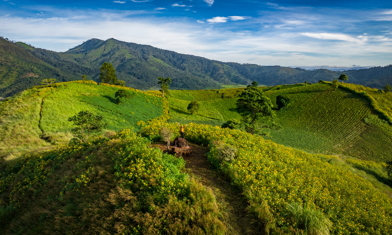 Hoa dã quỳ chư Đăng ya