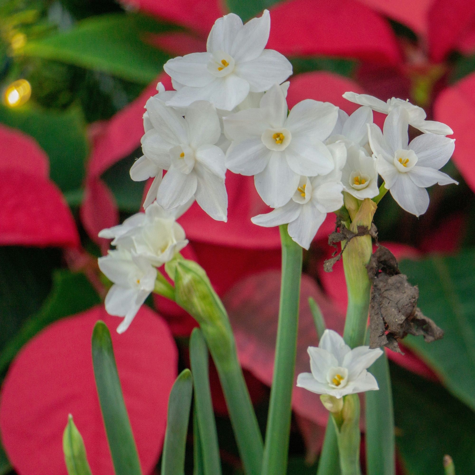 hoa thuỷ tiên Noel