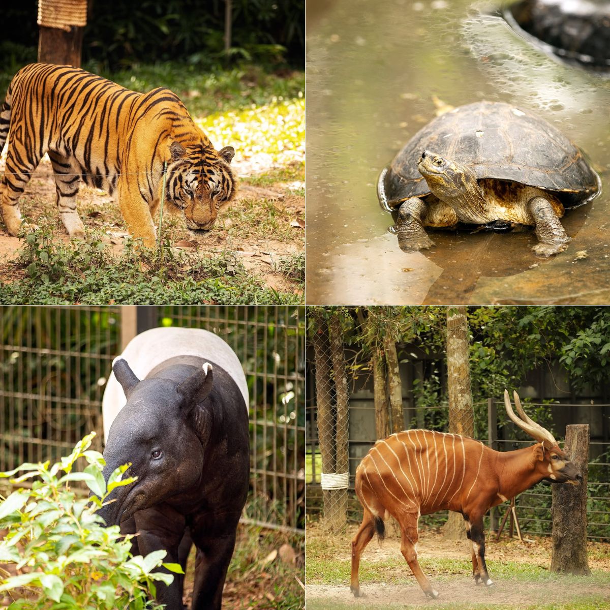 động vật ở safari phú quốc