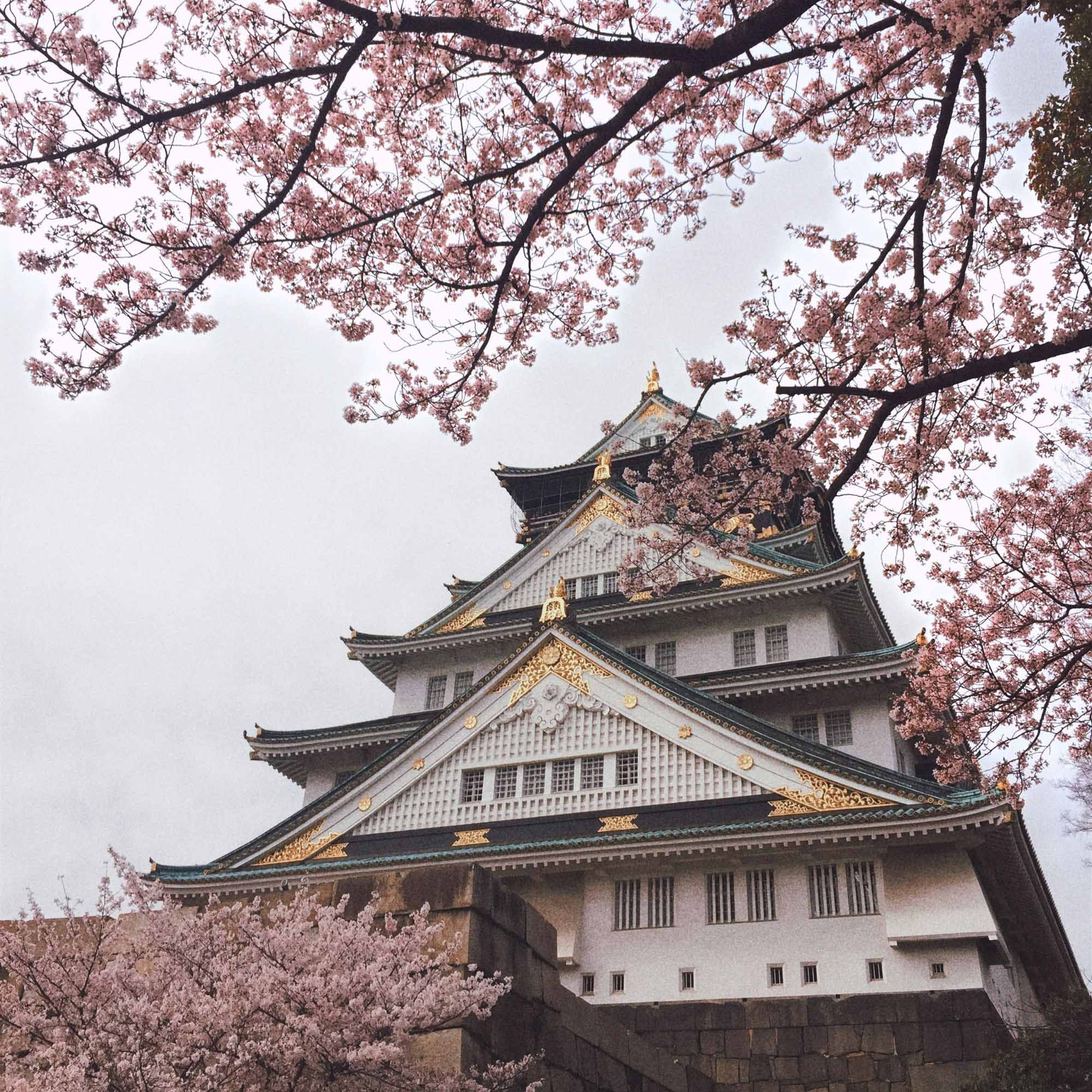 hoa anh đào lâu đài osaka