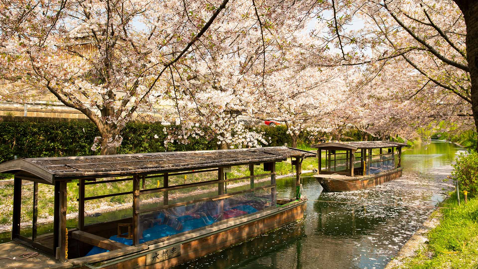 Khung cảnh hoa anh đào nở khi vào xuân tại Kyoto địa điểm du lịch cho những tín đồ cần sự chữa lành