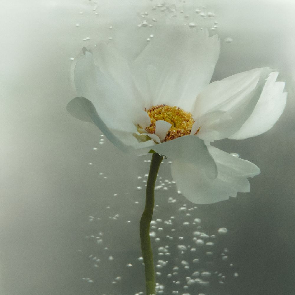 Sữa tắm Harnn