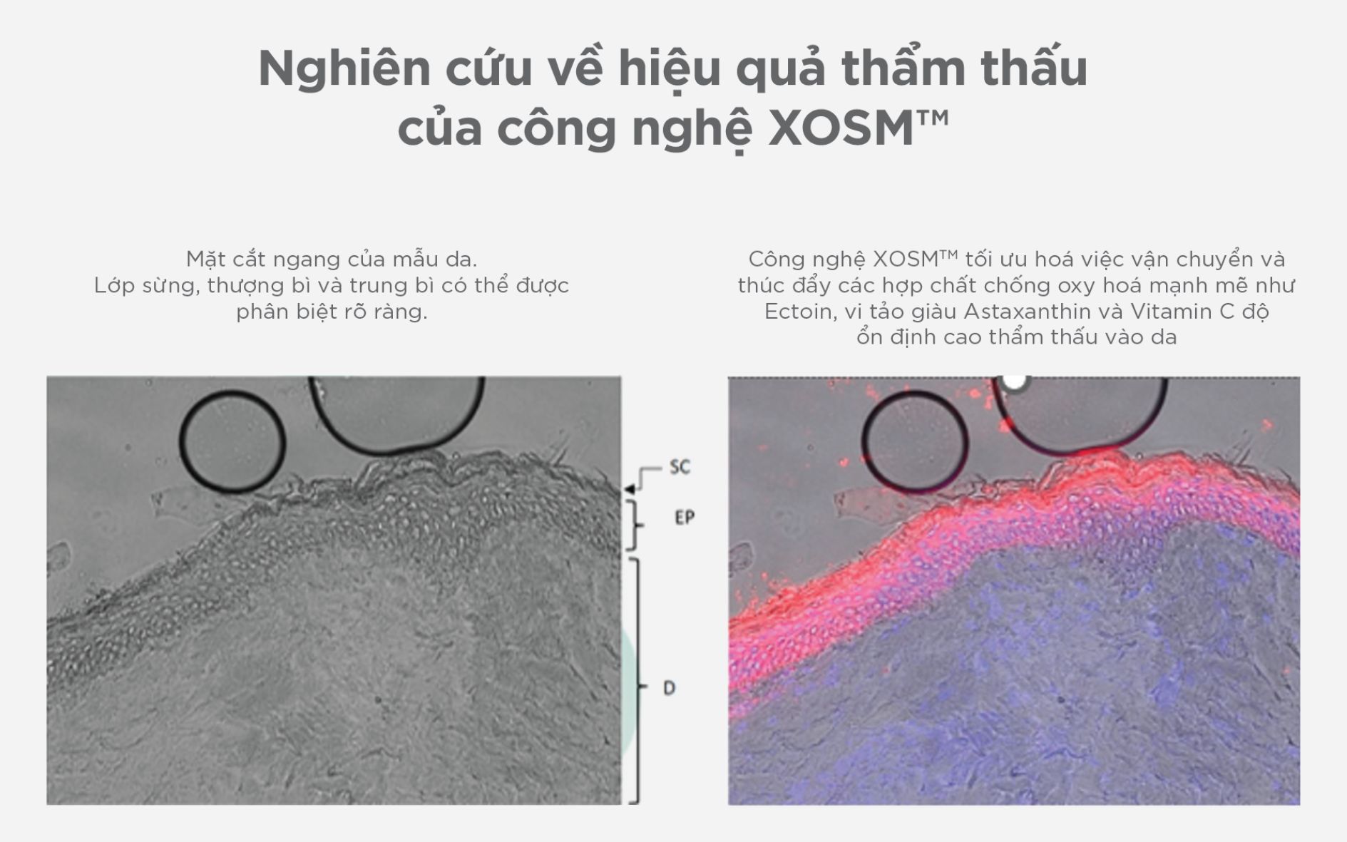 Hình ảnh nghiên cứu thí nghiệm về hiệu quả thẩm thấu của công nghệ XOSM™: tăng cường vận chuyển các hoạt chất như Astaxanthin, Ectoin và Vitamin C vào sâu bên trong da.
