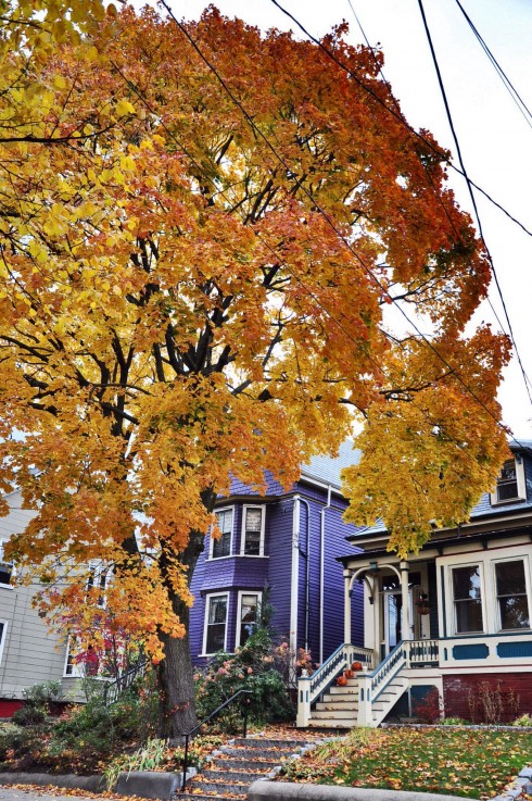 Cây cối vàng rực khắp các ngõ phố ở Cambridge - Massachusetts.