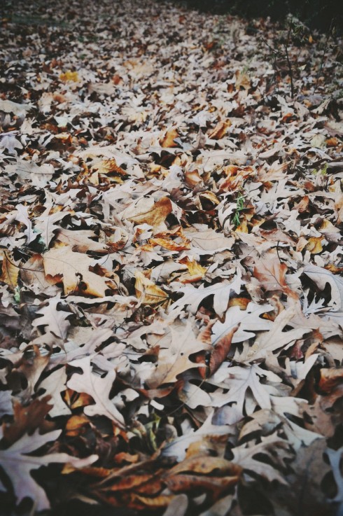 Không chỉ có lá trên cây mới đẹp. Những thảm lá khô dày êm ái vào cuối thu cũng thơ mộng không kém.