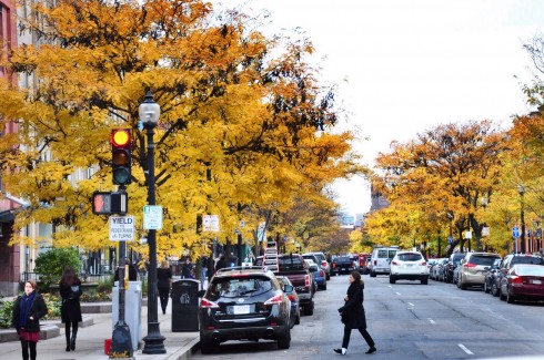 Đường phố Boston trở nên thơ mộng hơn với màu lá vàng rực.