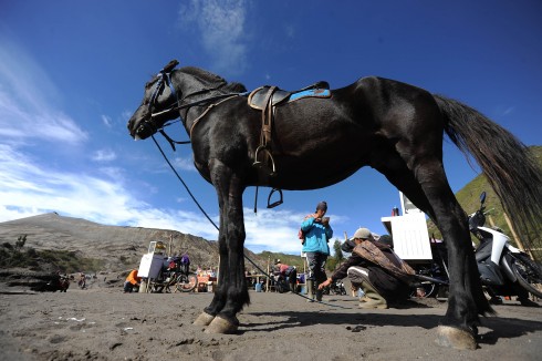 Ngoài việc canh tác nông nghiệp, người làng Tengger dưới chân núi Bromo đem ngựa phục vụ du khách.
