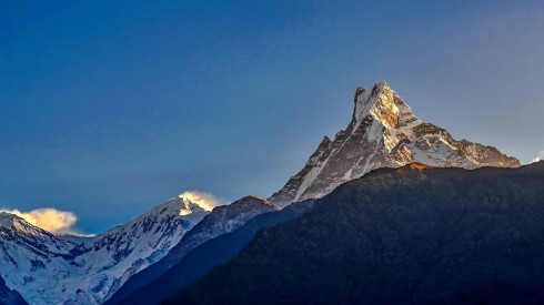 himalayan Golden