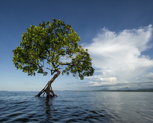 Những cây đước luôn thầm lặng bảo vệ cho cuộc sống của các sinh vật biển ở rạn san hô