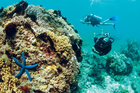 Rạn san hô tuyệt đẹp chỉ có thể thấy ở Bahoi