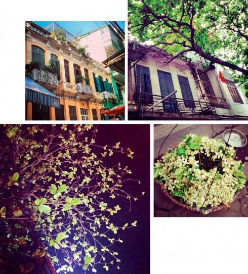 Ở Hà Nội, mỗi tháng đều gắn với một loại hoa riêng, và mỗi góc phố phường lại xanh màu riêng của một loài cây lá.