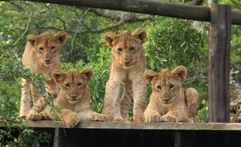 Gia đình sư tử