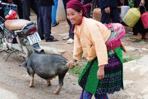 Một chú lợn được đem ra bán tại phiên chợ
