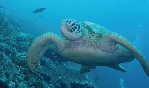 Người dân Malaysia có ý thức cao về bảo tồn động vật biển, ở đây có nhiều loài rùa quý.