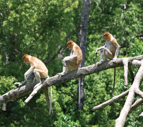 Từ KK, bạn có thể dễ dàng chọn các tour khám phá môi trường tự nhiên ở khu vực Borneo.