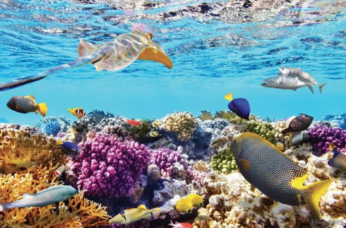 Những chú cá bảy màu quanh rạn san hô.