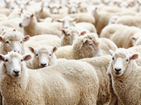  Y học xem nhau thai cừu như một bài thuốc quý để phục hồi sinh lực cho cơ thể.