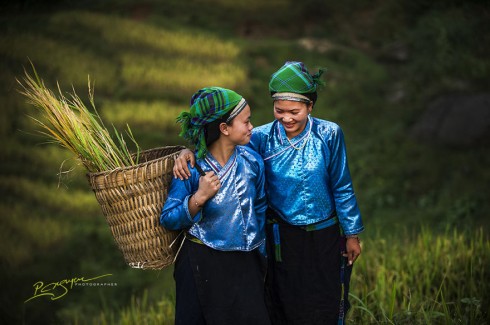 Nung Ladies at Harvest Time (Thiếu nữ người Nùng trong mùa thu hoạch)