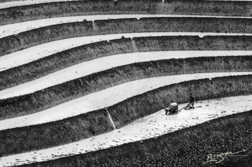 Rice Farmer Tilling (Ruộng lúc bậc thang)