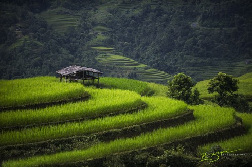 Rice Terraces in Legendary Ha Giang Province (Ruộng bậc thang ở tỉnh Hà Giang)