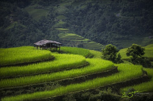 Rice Terraces in Legendary Ha Giang Province (Ruộng bậc thang ở tỉnh Hà Giang)
