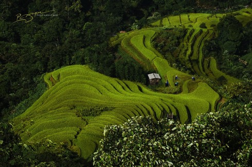 Nung Lady Rice Farmers in Hoang Su Phi (Trồng lúa ở Hoàng Su Phi)