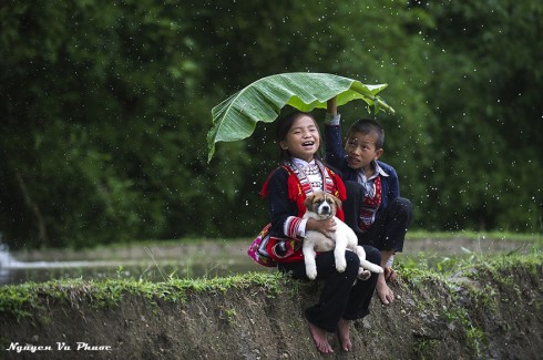 Umbrella Leaf (Chiếc lá thay ô)