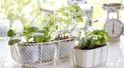 plant-fresh-herbs