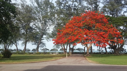 Tất nhiên có rất nhiều thứ đẹp đẽ trong cung điệnKlai Kangwon Palace nhưng du khách bị cấm quay phim chụp hình nên các bạn chỉ có thể chụp những cảnh quan xung quanh và bên ngoài cung điện. Điều đặc biệt gây ấn tượng mạnh khiến du khách khi đến thăm nơi đây và mãi mãi không bao giờ quên chính là cây phượng đỏ hùng vị này.