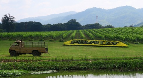 Bạn đã từng tham quan một vườn trồng nho và xưởng chế biến rượu vang? Hãy ghé PB Valley Khao Yai và mua một tour đi vòng quanh khu vực này. Hướng dẫn viên nơi đây rất niềm nở. Họ sẽ chia sẻ với bạn ý nghĩa và lịch sử của nơi này.