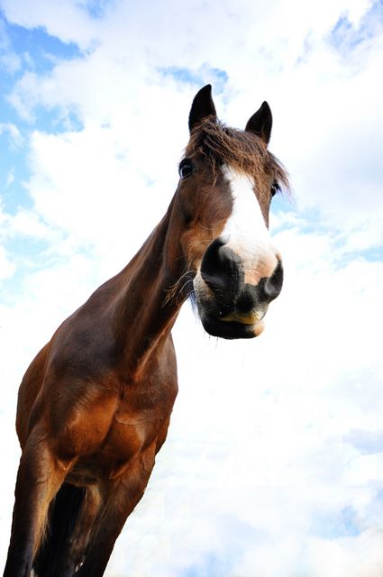 Trắc nghiệm tính cách từ vật nuôi yêu thích: ngựa