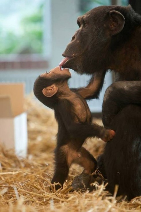 Trắc nghiệm tính cách từ vật nuôi yêu thích: khỉ