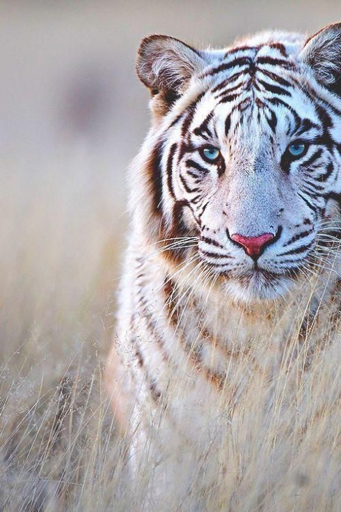 Trắc nghiệm tính cách từ vật nuôi yêu thích: hổ
