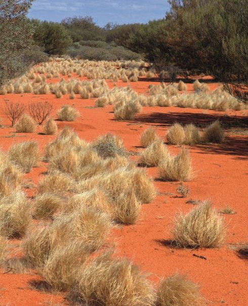 Du lịch Úc: Mùa xuân ngược ở Ayers Rock