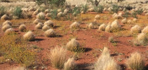 Du lịch Úc: Mùa xuân ngược ở Ayers Rock