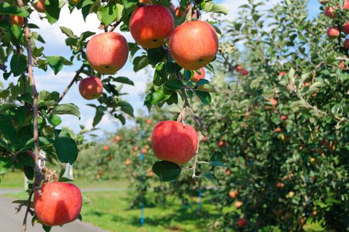 Những trái táo trồng tại vùng Aomori Nhật Bản được chăm chút vô cùng kỹ lưỡng để chín đỏ đều và luôn đảm bảo an toàn, độ ngọt, mọng nước cao nhất. 