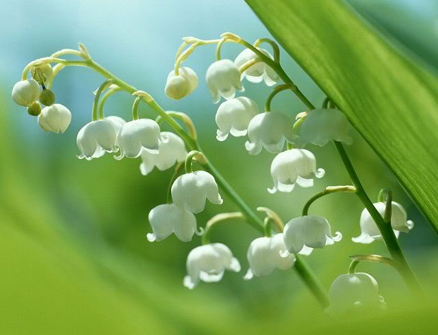 Hương hoa linh lan trắng