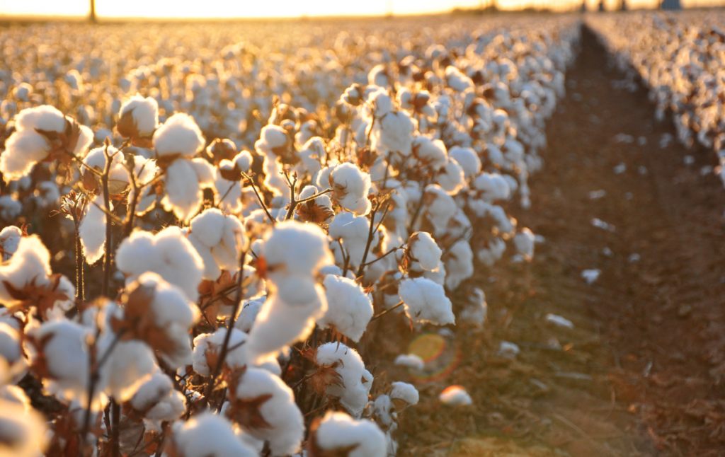 cotton usa