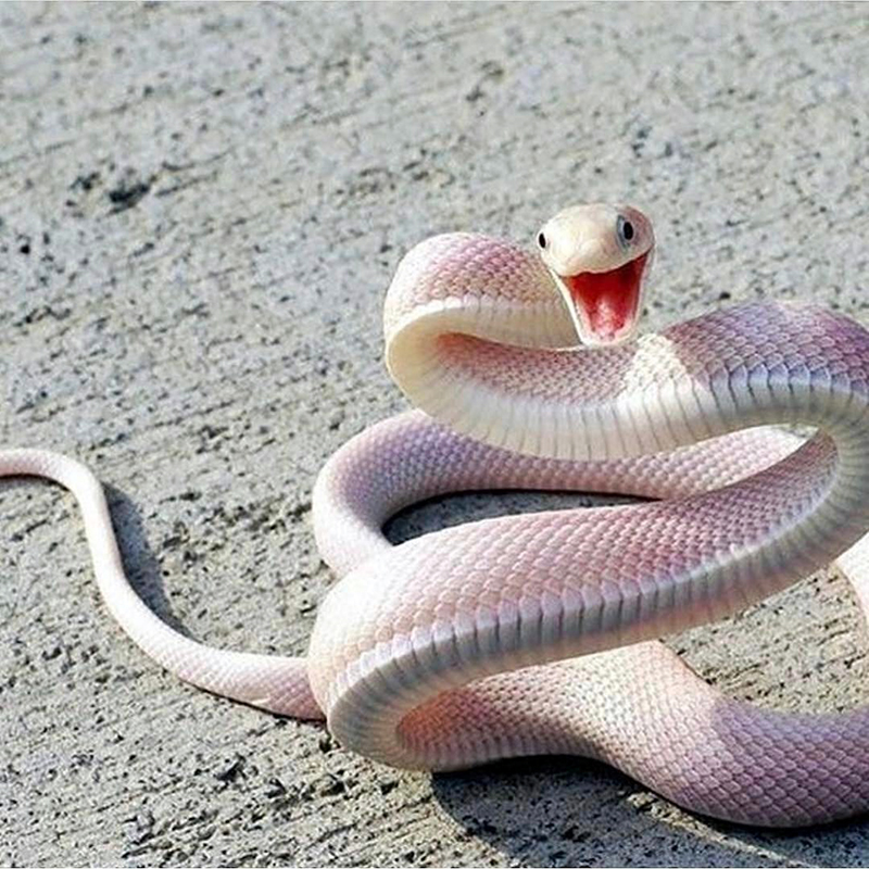 The Beauty Of An Albino Snake (Ảnh: WATTS)