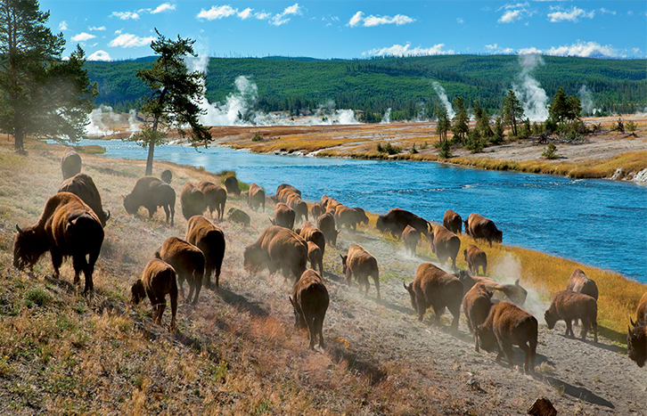 Ghé thăm rừng quốc gia đầu tiên trên thế giới - Yellowstone 