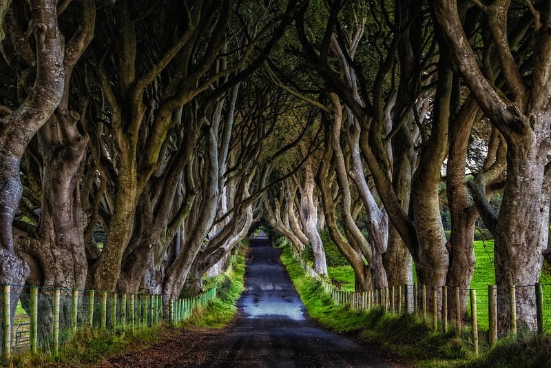 hàng cây sồi bắc Ireland