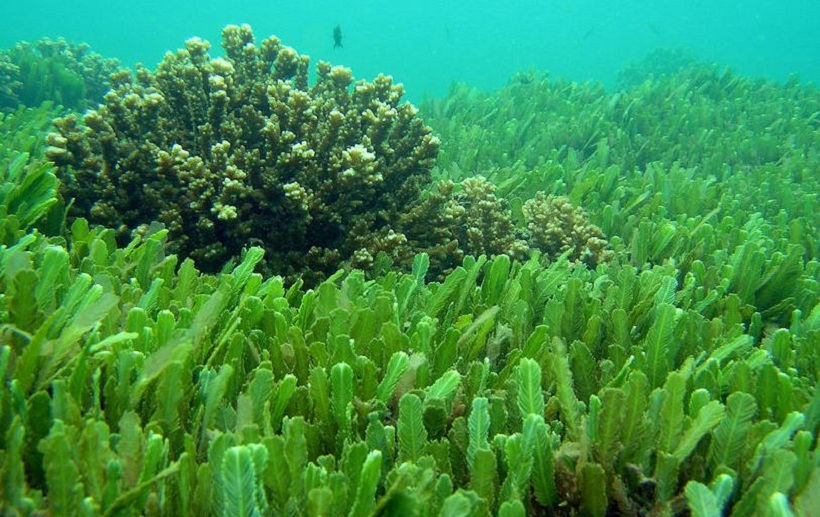 mặt nạ tảo biển tự nhiên