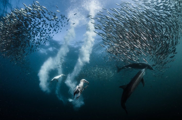 Những bức ảnh đẹp nhất Siena International Photo Awards 2016