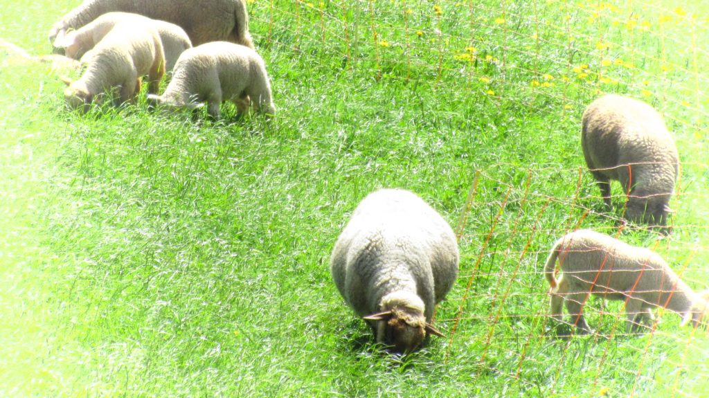 Du lịch phố núi thụy sỹ (14)