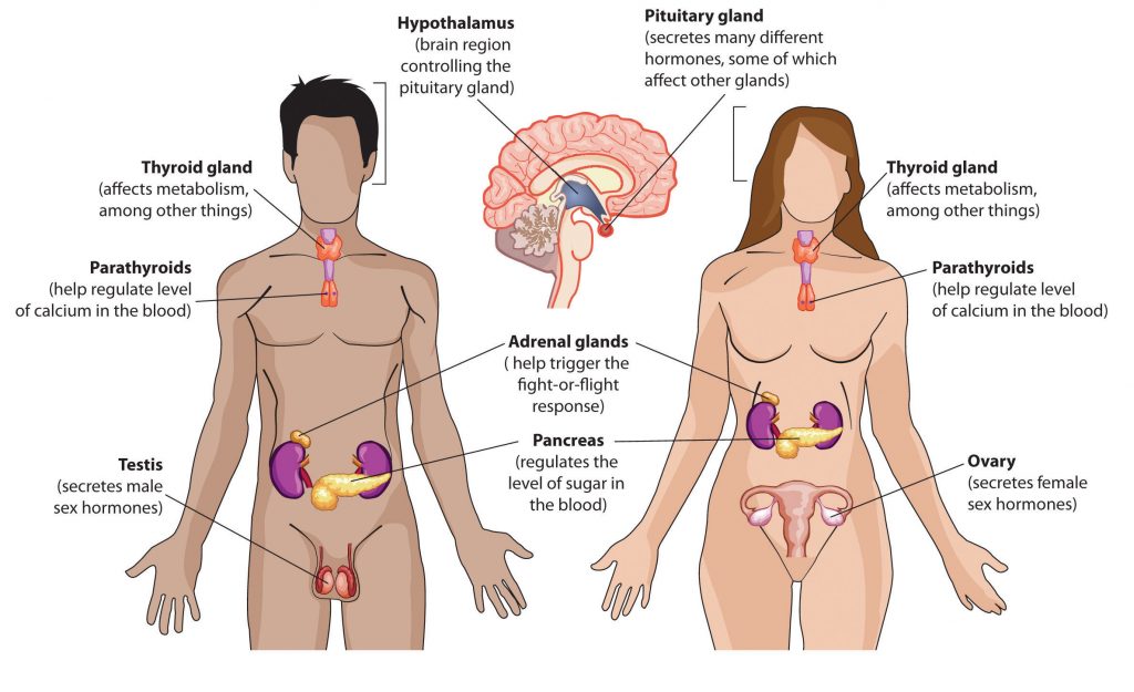 bieu do hormones