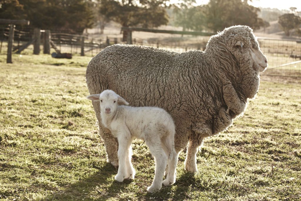 lông cừu merino