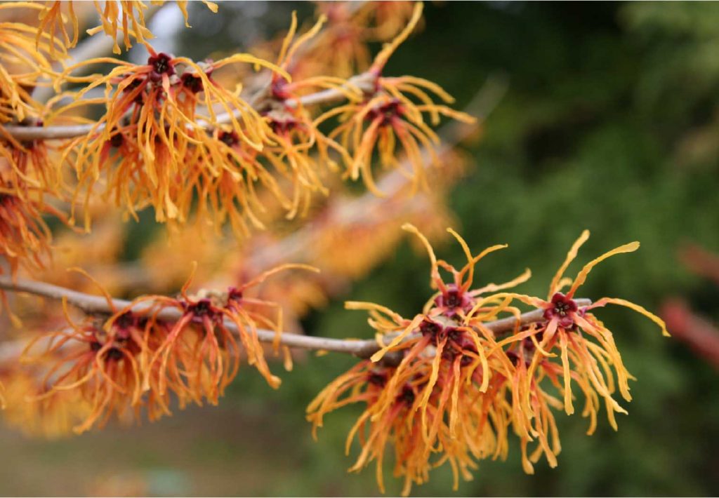 cây witch hazel