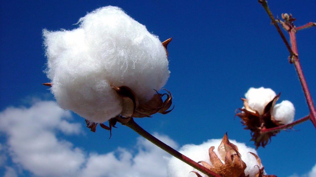 chất liệu vải cotton 1
