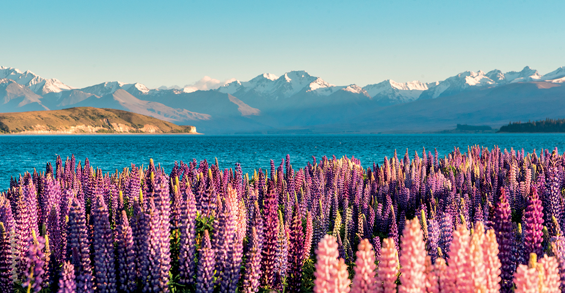 Bình yên như những mùa hoa Lupin của New Zealand | ELLE