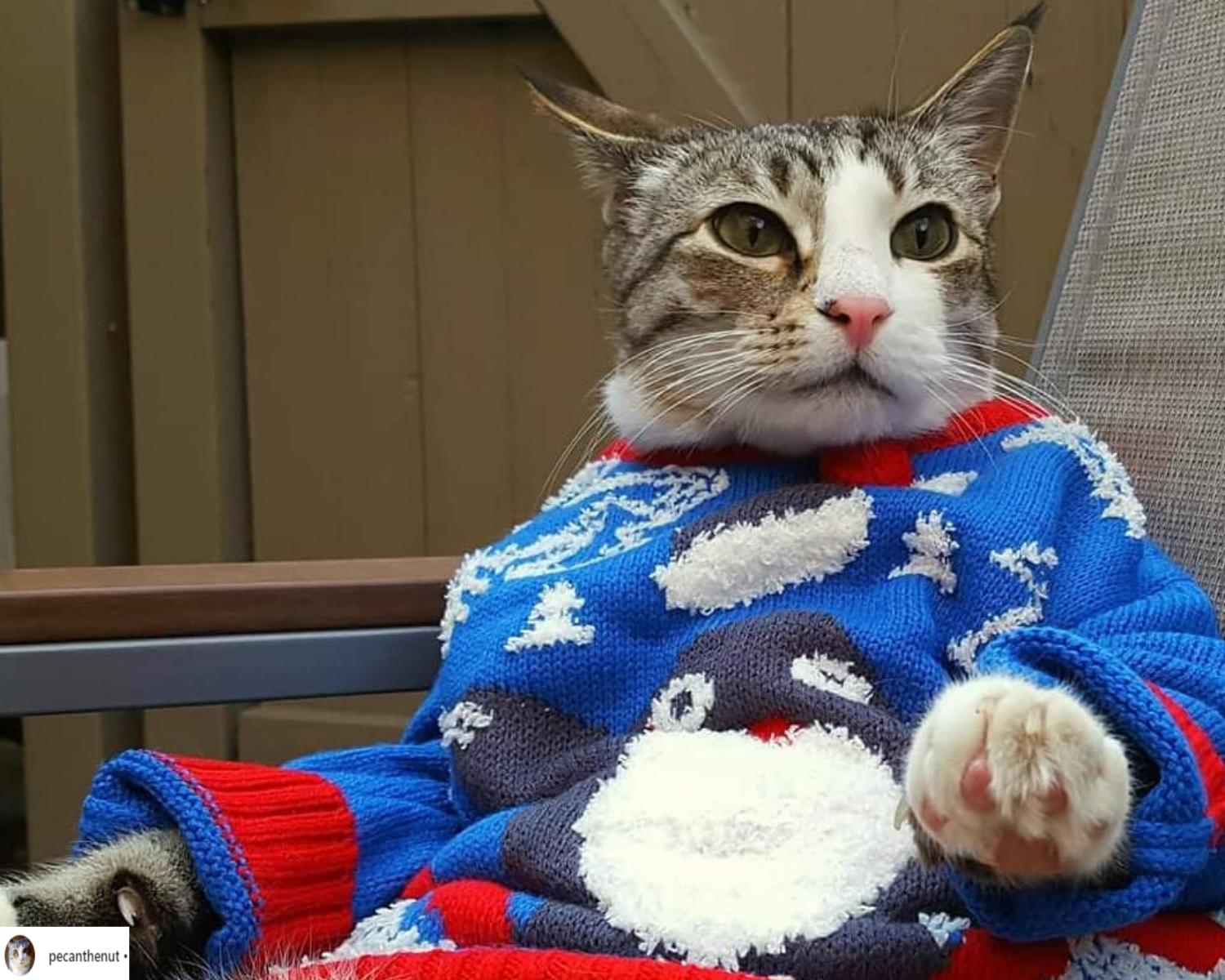 mèo pecan mặc áo khoác len